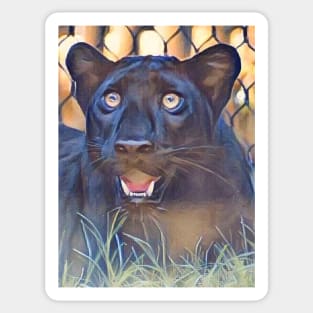 Black Leopard Sticker